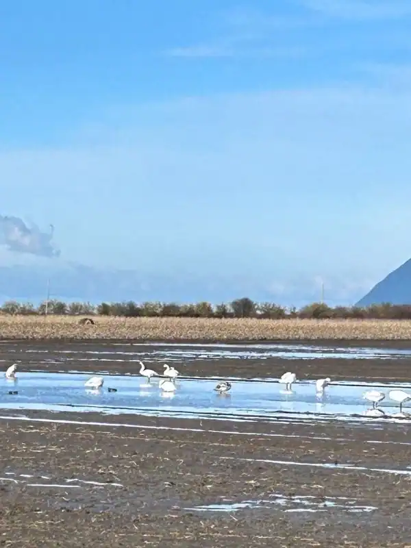Snow geese grazing in Skagit Valley
