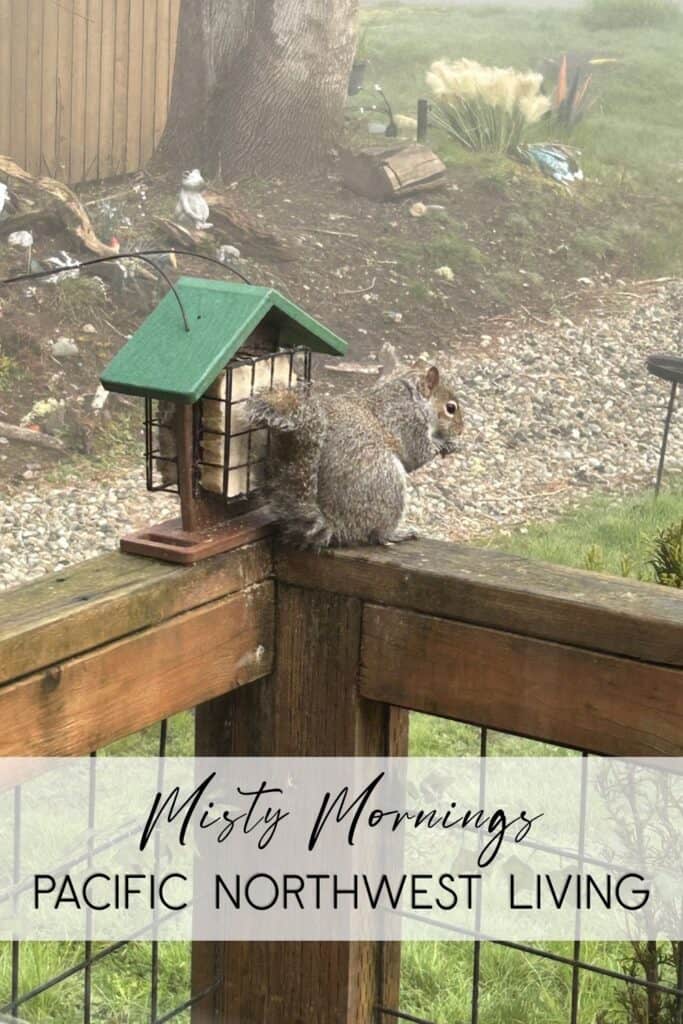 Life in the Pacific Northwest A gray squirrel is sitting on a wooden railing next to a bird feeder. The sky is misty and there is a text overlay that says, "Misty Mornings: Pacific Northwest Living"