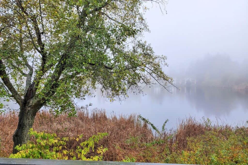 A serene and moody morning view of a calm lake shrouded in thick white fog. In the foreground, a large deciduous tree with green and yellow autumn leaves leans over tall, dry brown reeds and green brush. The water is perfectly still, reflecting the hazy gray sky and the faint silhouette of trees on the distant shore.