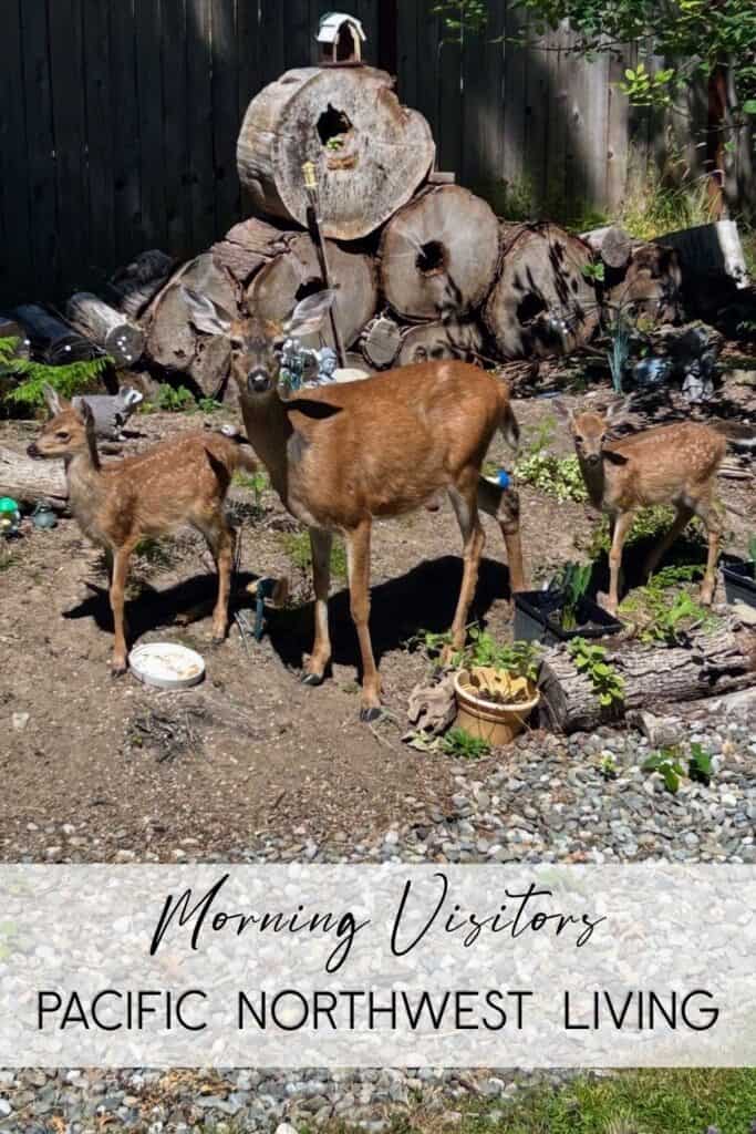 Life in the Pacific Northwest An adult deer and two fawns are standing in a front yard. There is a text overlay that says, "Morning Visitors: Pacific Northwest Living".