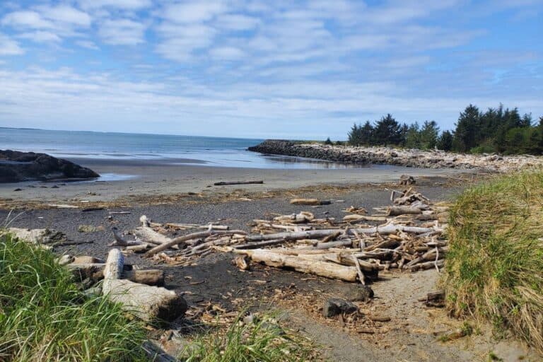 Sandy beach, scattered with driftwood and a blue sky with light clouds