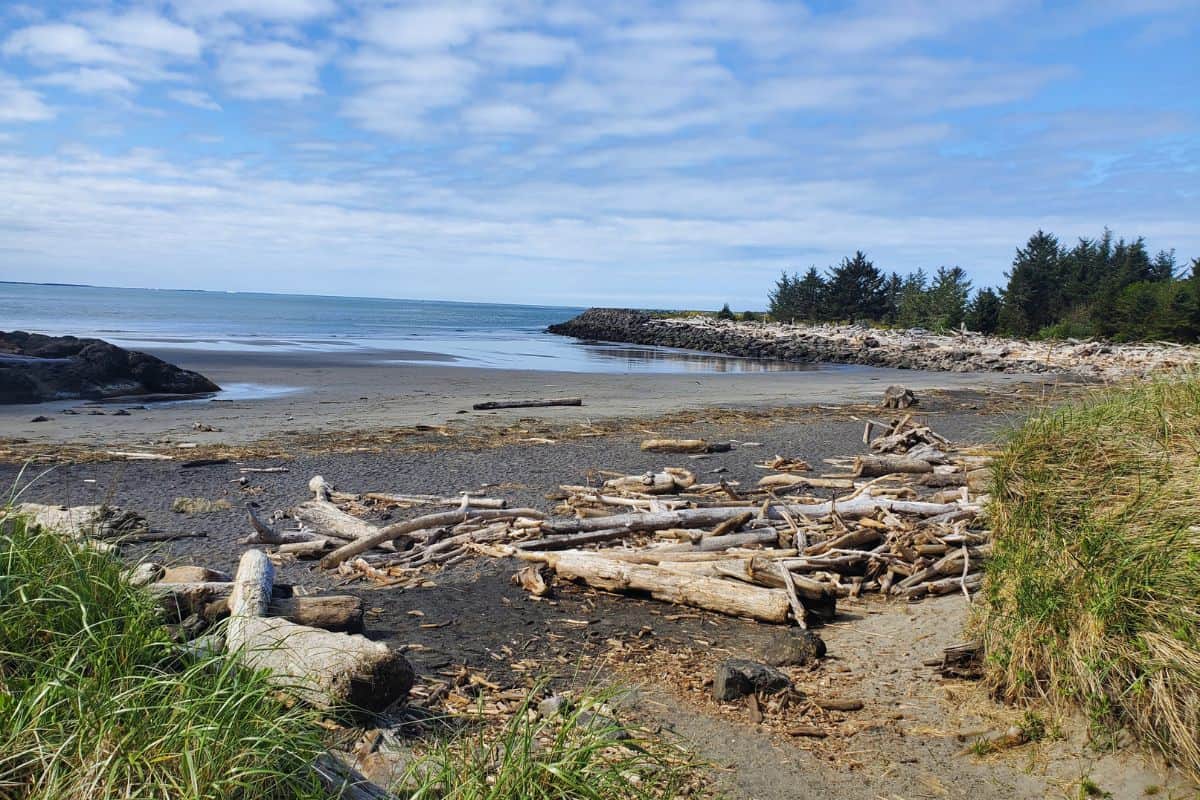 Sandy beach, scattered with driftwood and a blue sky with light clouds