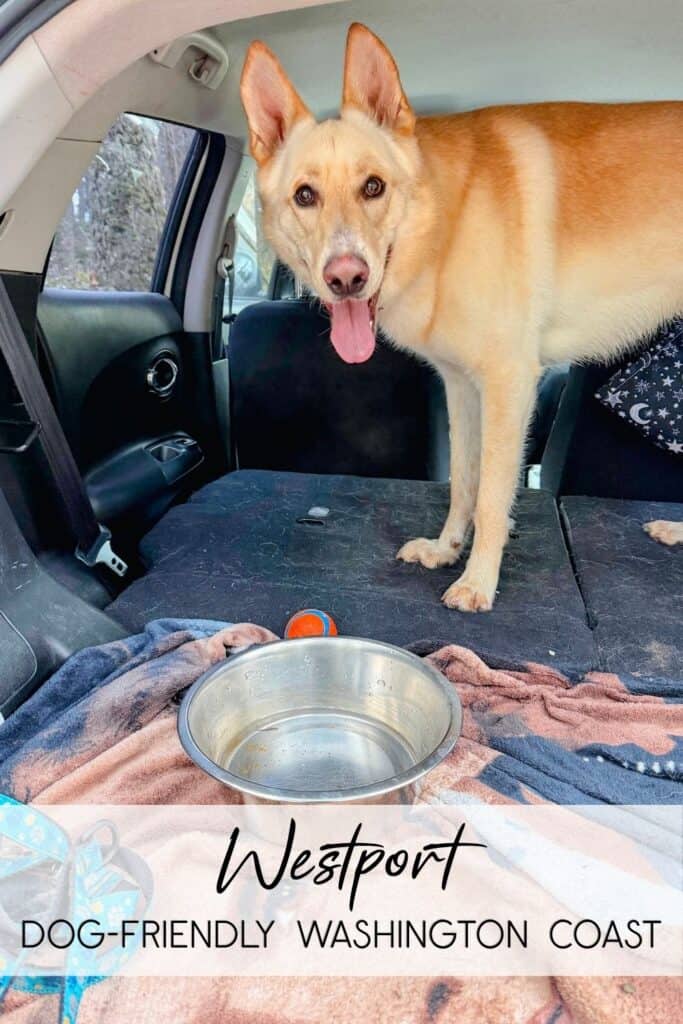 Dog in car on a road trip to Westport Washington, a pet-friendly destination on the Washington Coast