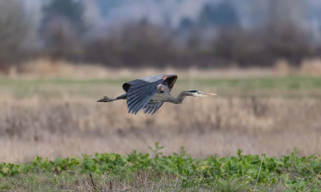 oyhut-wildlife-area-ocean-shores-wa-great-blue-heron A great blue heron in flight, gliding low over the coastal salt marshes and golden grasses of the Oyhut Wildlife Area in Ocean Shores WA.