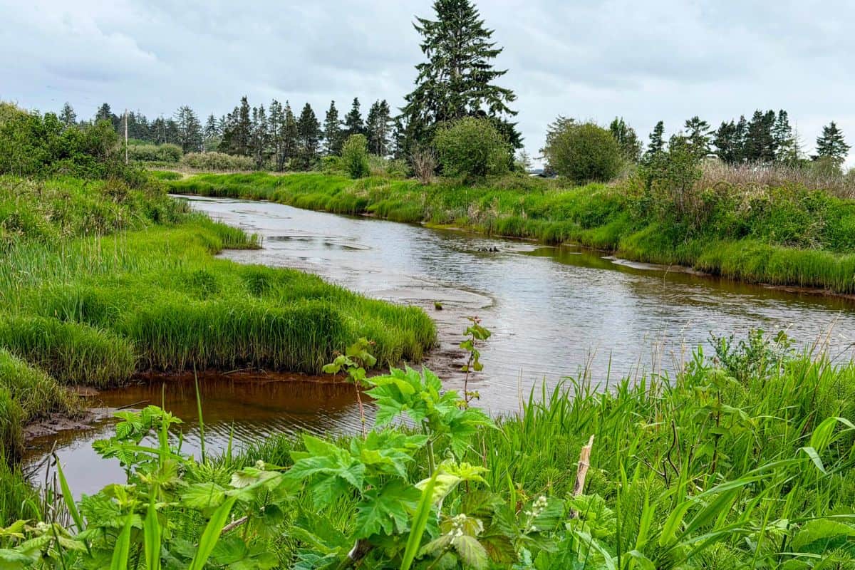 Lush green tidal marsh and winding creek near the former townsite of Ocosta-by-the-Sea along the Washington coast.