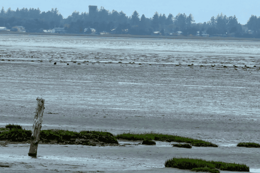 Looking across the tide flats at Ocosta by the Sea Low tide mudflats and scattered pilings at Ocosta by the Sea near Grays Harbor Washington