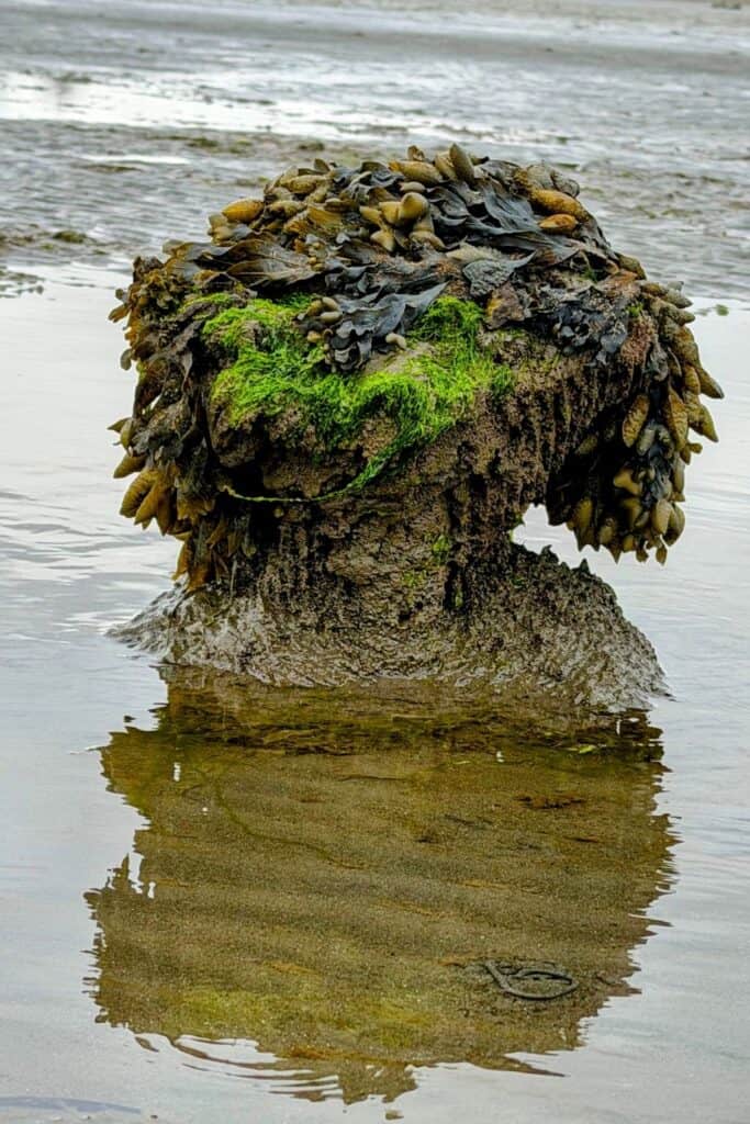 Remnants of Ocosta-by-the-Sea at low tide Old piling covered in kelp and moss at low tide in Ocosta-by-the-Sea, Washington.