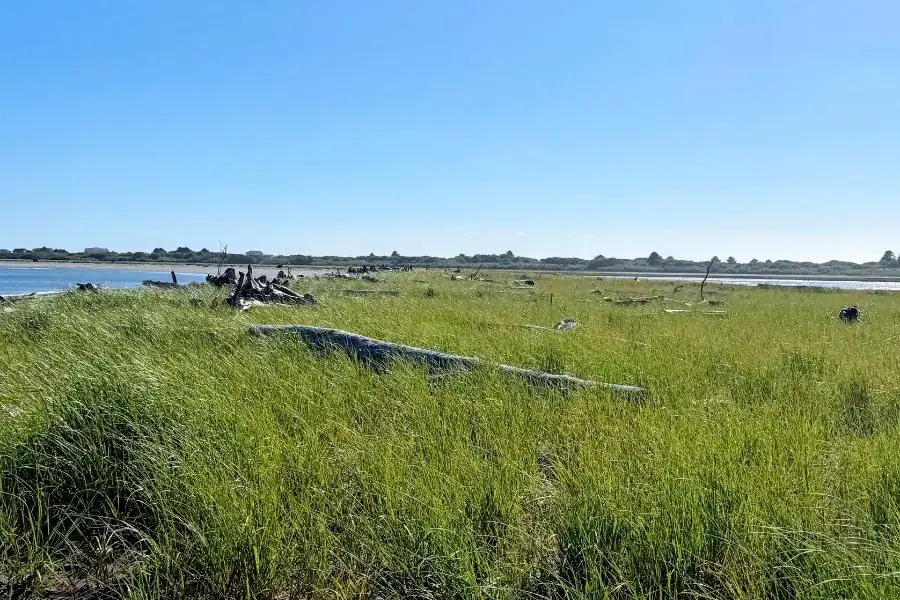 Grassy shoreline and driftwood at the Oyhut Wildlife Recreation Area in Ocean Shores, Washington