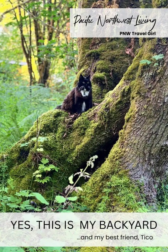 Black cat sitting in mossy backyard woods surrounded by ferns, tree roots, and green Pacific Northwest forest growth. Text overlay reads “Yes, This Is My Backyard.”