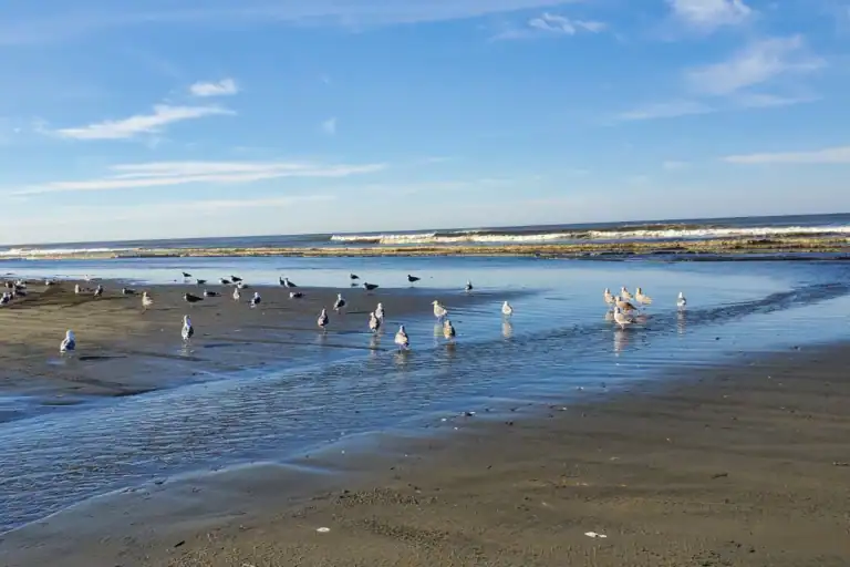 Seagulls standing on the wet sand near the waves at Ocean Shores, Washington