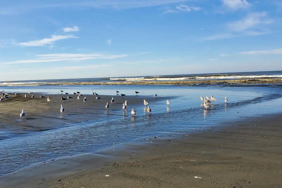 Seagulls standing on the wet sand near the waves at Ocean Shores, Washington