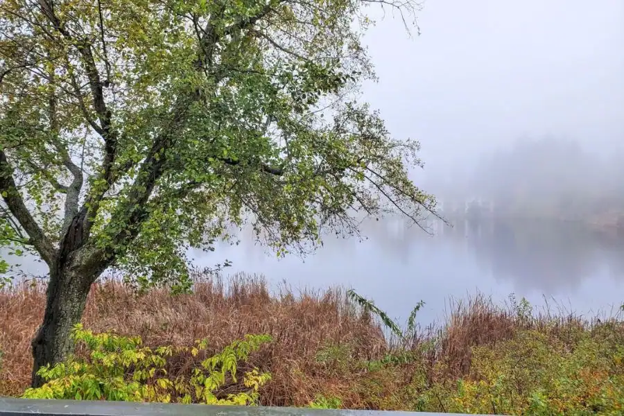 Foggy Pacific Northwest lake with a leafy tree, autumn grasses, and mist-covered water.