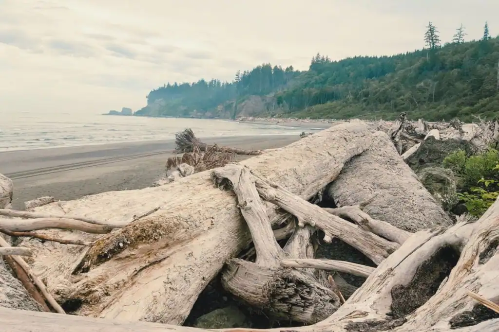 Scenic view of the rugged, undeveloped coastline in Taholah on the Quinault Indian Reservation. A rugged Pacific Northwest beach in Taholah Washington covered in massive weathered driftwood logs with forested sea cliffs meeting the ocean under an overcast sky.