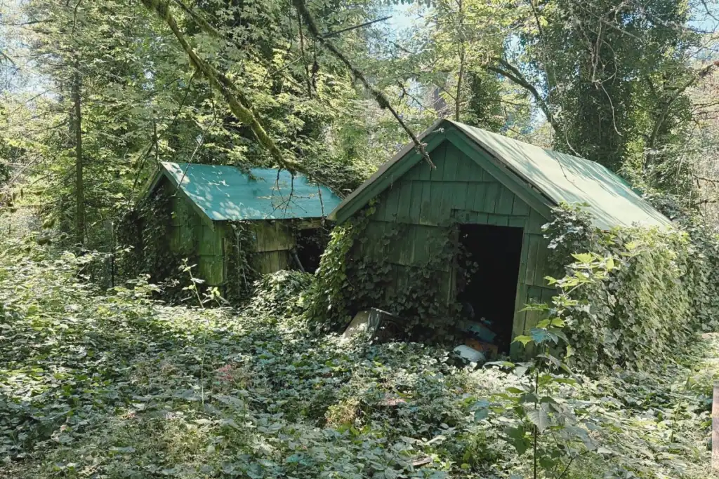 Old cabins at Green River Gorge Resort near Enumclaw, Washington Two old green cabins covered in vines and surrounded by forest at Green River Gorge Resort