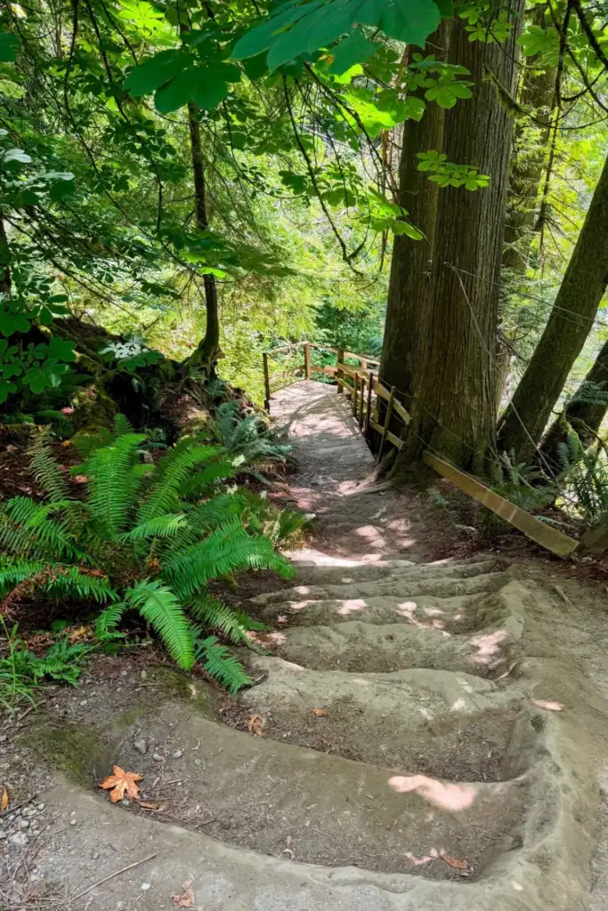 Sandstone steps on the Green River Gorge trail near Enumclaw, Washington Uneven sandstone steps descending through forest toward a wooden staircase at Green River Gorge