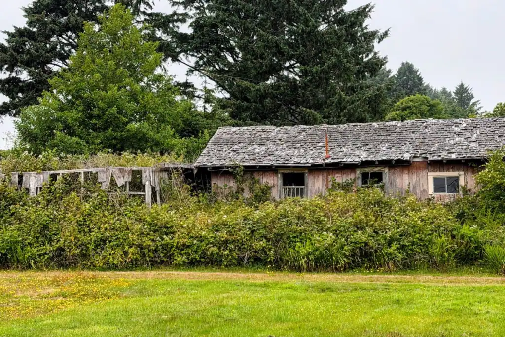 Overgrown weathered building with an aging shingle roof in Pacific Beach, Washington