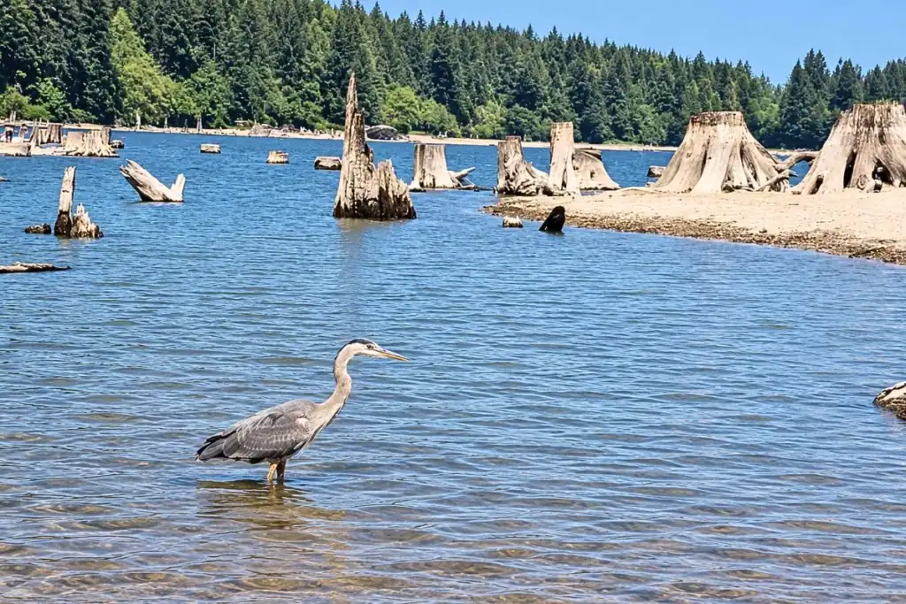 Great blue heron wading in shallow water at Rattlesnake Lake near North Bend, Washington, with historic logging stumps along the shoreline.