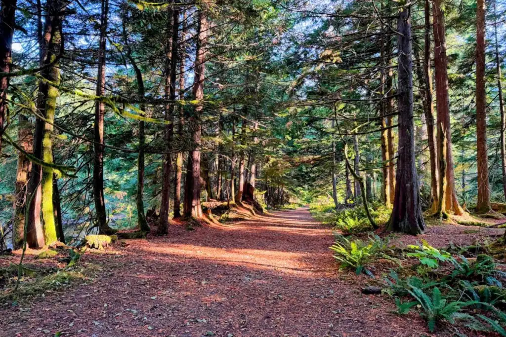 Wide, mostly level dirt trail winding through tall evergreen trees and ferns at Olallie State Park near North Bend, Washington.