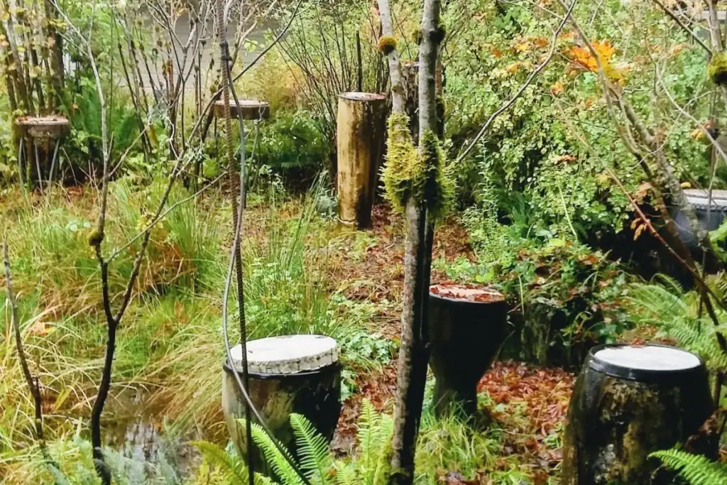 Rain drums surrounded by moss, ferns, and forest vegetation at the Cedar River Watershed Education Center near Rattlesnake Lake, Washington.