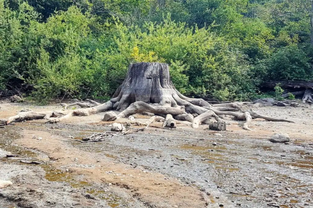 Large historic tree stump with exposed roots on the dry shoreline of Rattlesnake Lake near North Bend