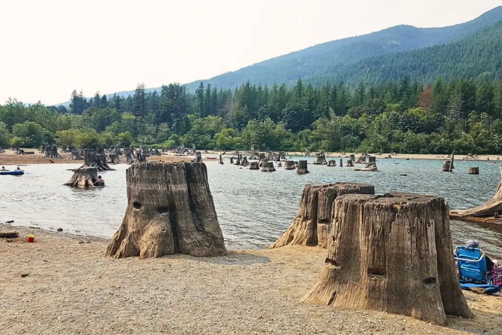 Old logging stumps with visible springboard notches exposed by low water levels at Rattlesnake Lake, Washington