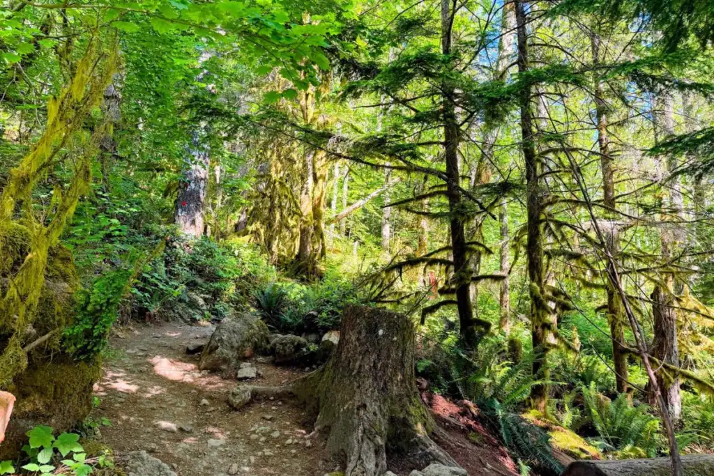 Rocky dirt hiking trail winding through a lush forest of moss-covered trees and ferns on the Rattlesnake Ledge Trail near North Bend, Washington.