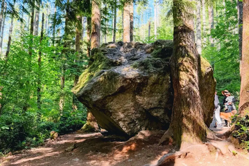 Enormous moss-covered boulder surrounded by evergreen trees along the Rattlesnake Ledge hiking trail near North Bend, Washington.