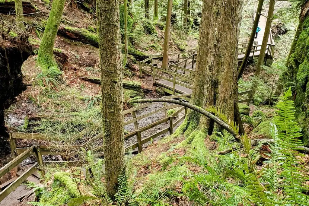 Wooden stairways and switchbacks winding through a steep, mossy forest hillside along Twin Falls Trail near North Bend, Washington.
