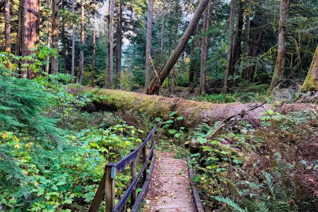 Narrow wooden footbridge leading toward a massive moss-covered fallen tree surrounded by ferns and towering evergreens along a woodland trail at Olallie State Park.